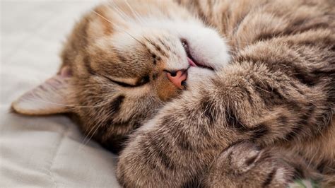 Close-up photography of sleeping brown tabby cat HD wallpaper ...