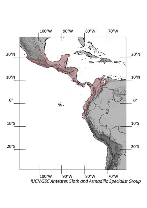 Northern tamandua | IUCN SSC Anteater, Sloth and Armadillo Specialist Group