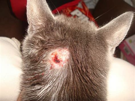 Can You Use Neosporin On Cats - http://pets-ok.com/can-you-use ...