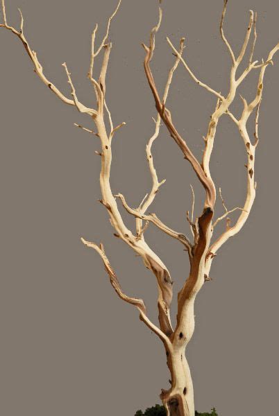 100 Best willow branches ideas | willow branches, branch decor, tree branch decor