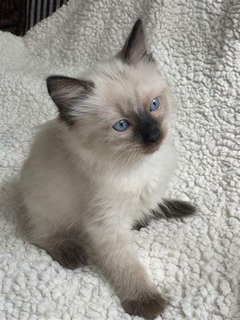 LAST TWO Male Seal Point Ragdoll kittens | in Southside, Glasgow | Gumtree