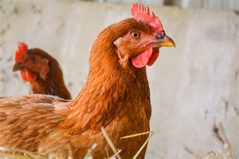 12 Red Chicken Breeds (with Pictures) | Pet Keen