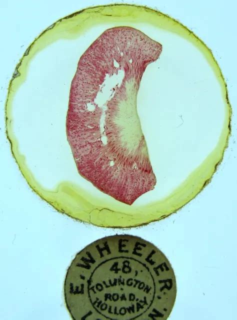 ANTIQUE MICROSCOPE SLIDE by Edmund Wheeler. "Kidney of Dog". $6.32 ...
