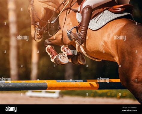 A rear view of a strong beautiful racehorse with a rider in the saddle ...