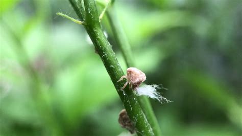 passion vine hopper nymph - YouTube