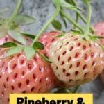 Pineberry & Pineberries (All You Need To Know)