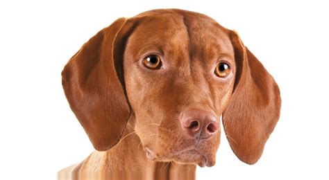 Most Affectionate Dog Breeds Vizsla at Christine Davis blog