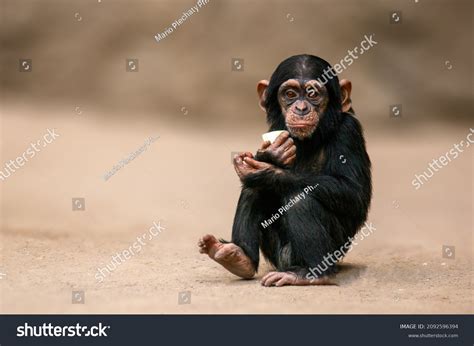 15,628 Chimpanzee Babies Images, Stock Photos, 3D objects, & Vectors | Shutterstock