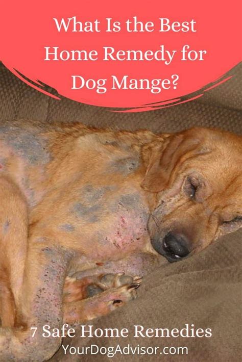 How Can I Treat My Dog For Mites At Home