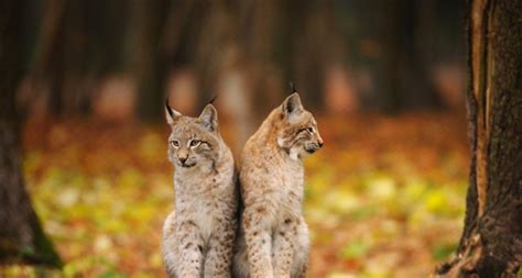 Bing Images - Bobcats | Big cats, Cats, Animals