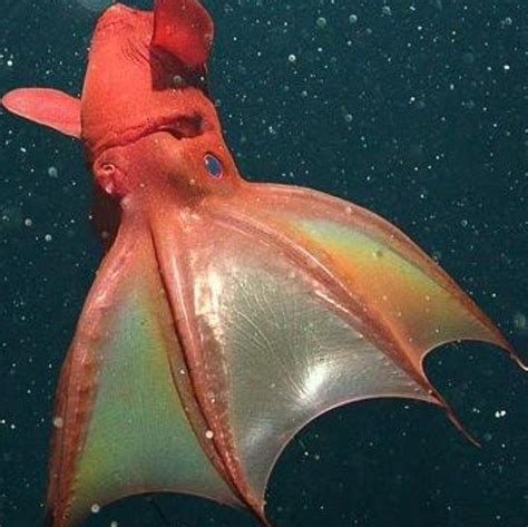 Vampyre Squid | Deep sea creatures, Vampire squid, Ocean creatures