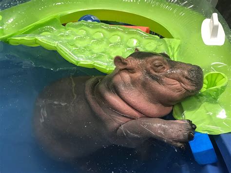 Baby Hippo Wallpapers - Top Free Baby Hippo Backgrounds - WallpaperAccess