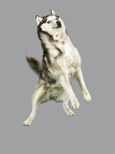 Flying Dogs: They're Amazing (PHOTOS) | Flying dog, Funny, Funny pictures