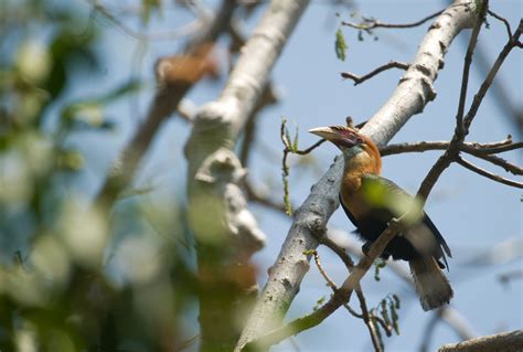 In Defence of the Narcondam Hornbill - India's Endangered