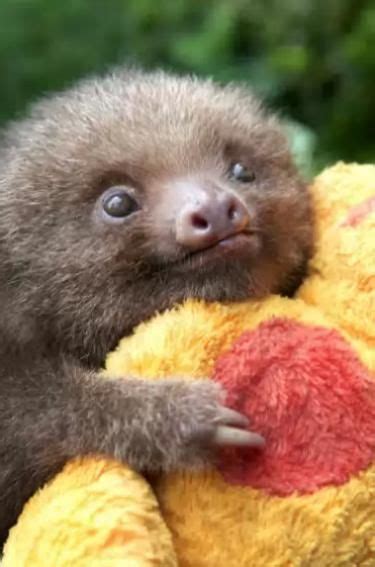 Baby-Sloth-Hugging-a-Plush-Toy.jpg (375×567) | Cute baby sloths, Baby animals, Baby sloth