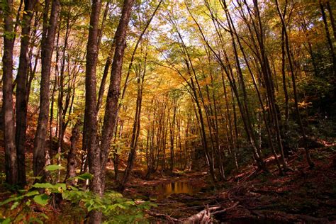 Fall Trees Creek Autumn Trail | Forest Foliage Autumn Fall Nature Pictures