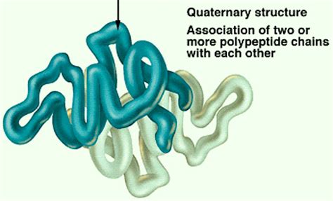 Seven Days per Week: STPM Biology Biological Molecules (Part 15)