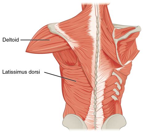 Latissimus dorsi muscle - Wikipedia