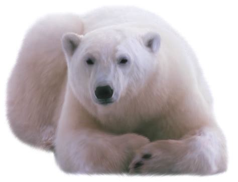 0 Result Images of Polar Bear Png Cute - PNG Image Collection
