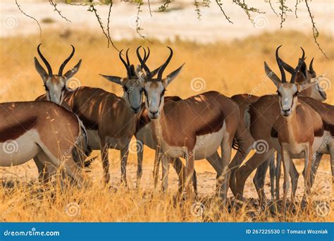 Springbok in Natural Habitat in Etosha National Park in Namibia Stock Photo - Image of animal ...