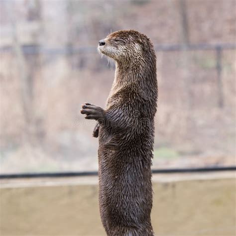 North American River Otter Swimming Stock Photo - Image of otter ...