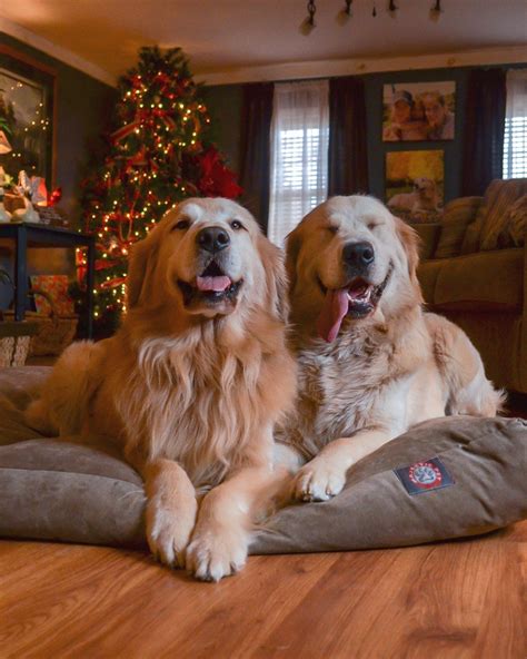 A Golden Christmas – Joyful Goldens #goldenretriever | Dogs golden retriever, Golden retriever ...