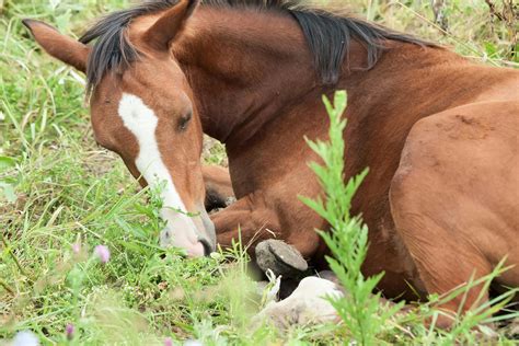 Dystocia (Difficult Birth) in Horses - Symptoms, Causes, Diagnosis ...