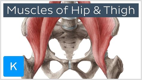 Muscle Anatomy Hip Hip Joint Anatomy Bone And Spine - Human Anatomy Diagram | Muscle diagram ...