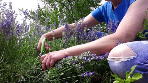 Lavender Harvesting Time - You Make it Simple