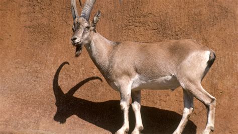 Oldest livestock genome reveals origin of today's goats | Science | AAAS