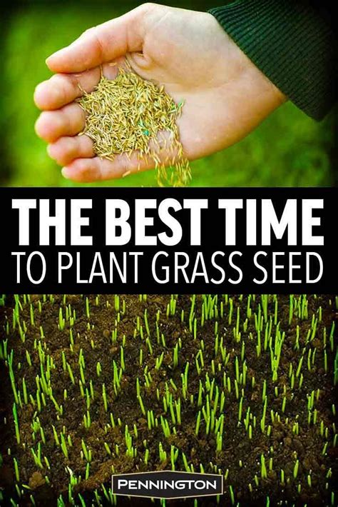 The Best Time to Plant Grass | Planting grass, Best grass seed lawn ...