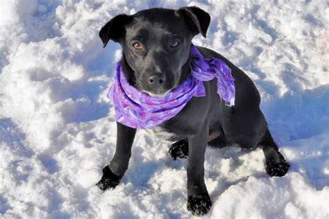 Featured Pet: Bing - Door County Pulse