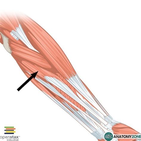 Flexor Carpi Radialis - AnatomyZone