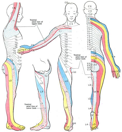 Dermatome (anatomy) - Wikipedia