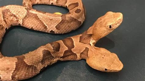 Two-headed copperhead snake: Extremely rare species found in backyard | The Advertiser