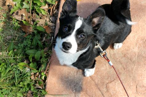 My lovely Corgi/Boston Terrier mix :) : aww