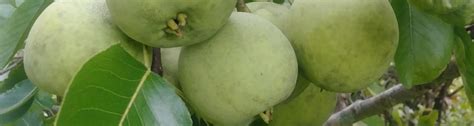 Enjoy the Florida Sand Pear - UF/IFAS Extension Columbia County