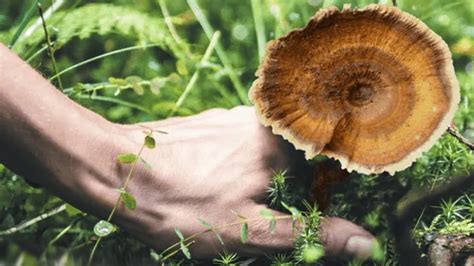 Tiger Milk Mushroom Benefits : Purchase Wholesale TIGERUS HOLLA Tiger Milk Mushroom with ...