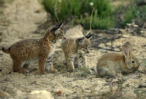 Iberian Lynx | Coniferous Forest