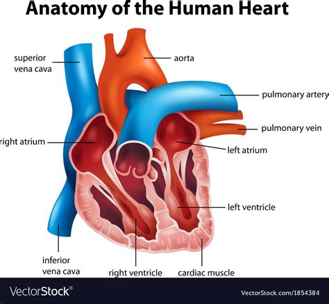 Human heart anatomy Royalty Free Vector Image - VectorStock