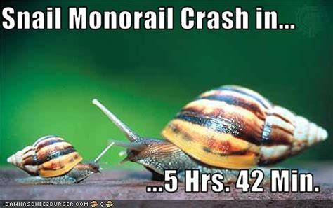 funny snail pictures |Funny Animal