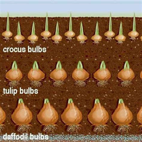 Bulb Sandwich | Planting bulbs, Bulb flowers, Garden bulbs