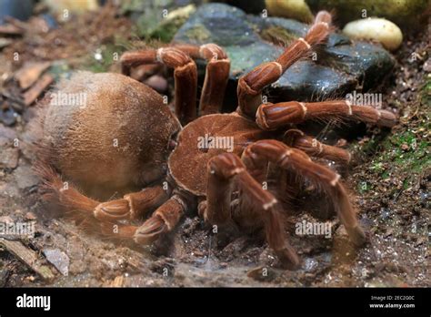 Goliath Birdeater Tarantula Fangs