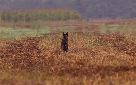 Informacion: Ujku i Zi një specie në zhdukje « Revista Mjekësia Veterinare Shqiptare