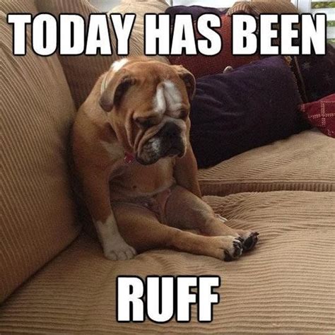 Everybody knows those ruff days #dog | Fotos de animais engraçados ...