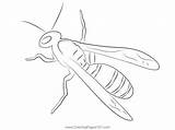 Pin On Wasps Coloring Pages sketch template