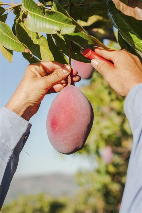 How And When To Pick My Mangos: Tips On Harvesting Mangos At Home ...