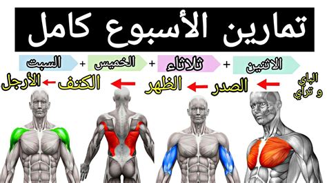 خطة تدريبية لمدة اسبوع كامل لبناء العضلات | تمارين كمال الأجسام - YouTube