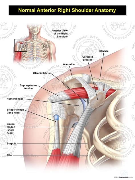 Normal Anterior Right Shoulder Anatomy