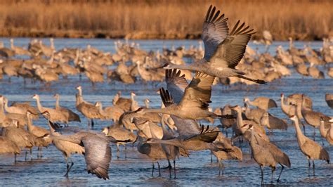 Platte River Sandhill Cranes: N. America’s Great Bird Spectacle